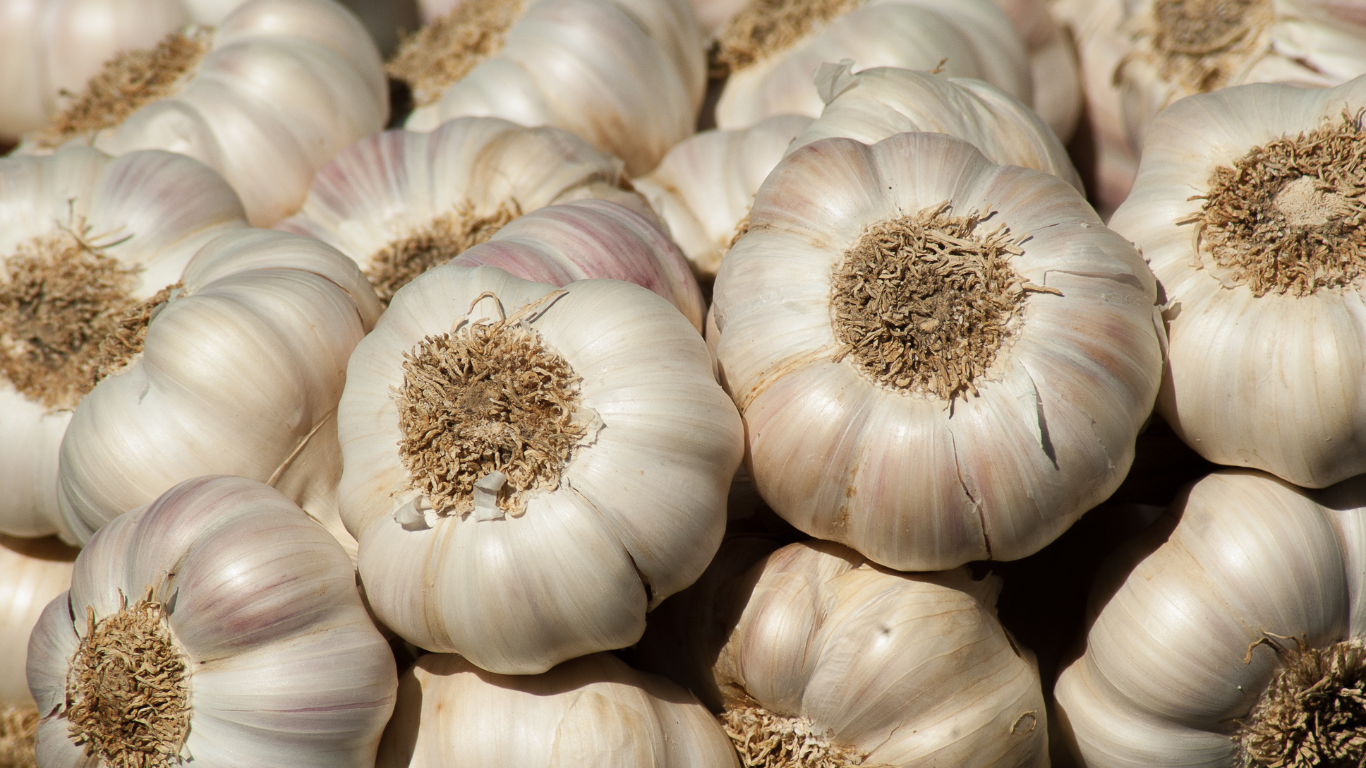 Garlic Export from India