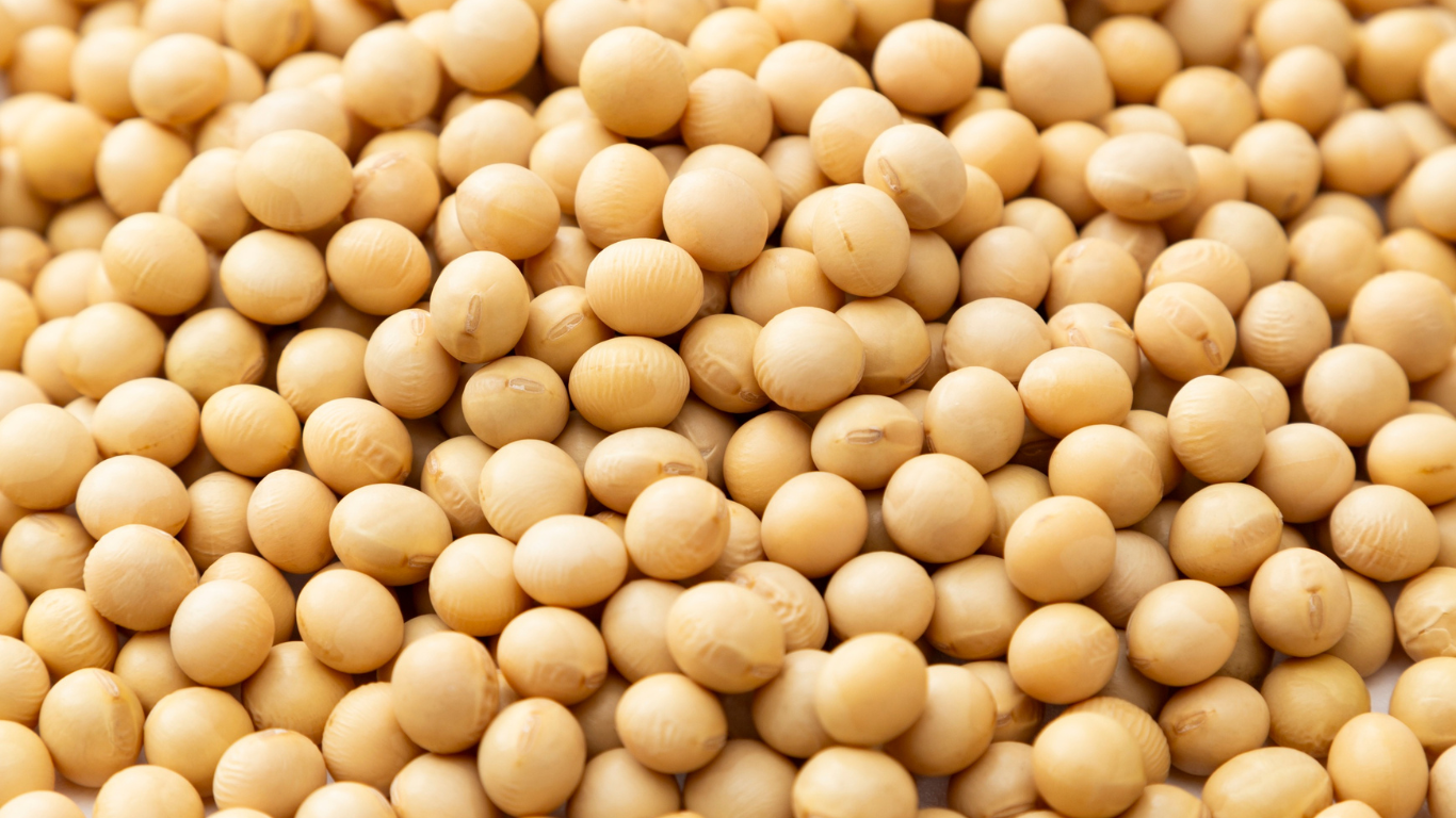 Soybean Export from India